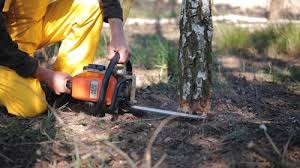 Trusted East Los Angeles, CA Tree Removal and Landscaping Services Experts